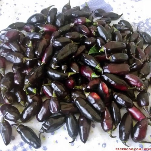 Pimenta da Neyde